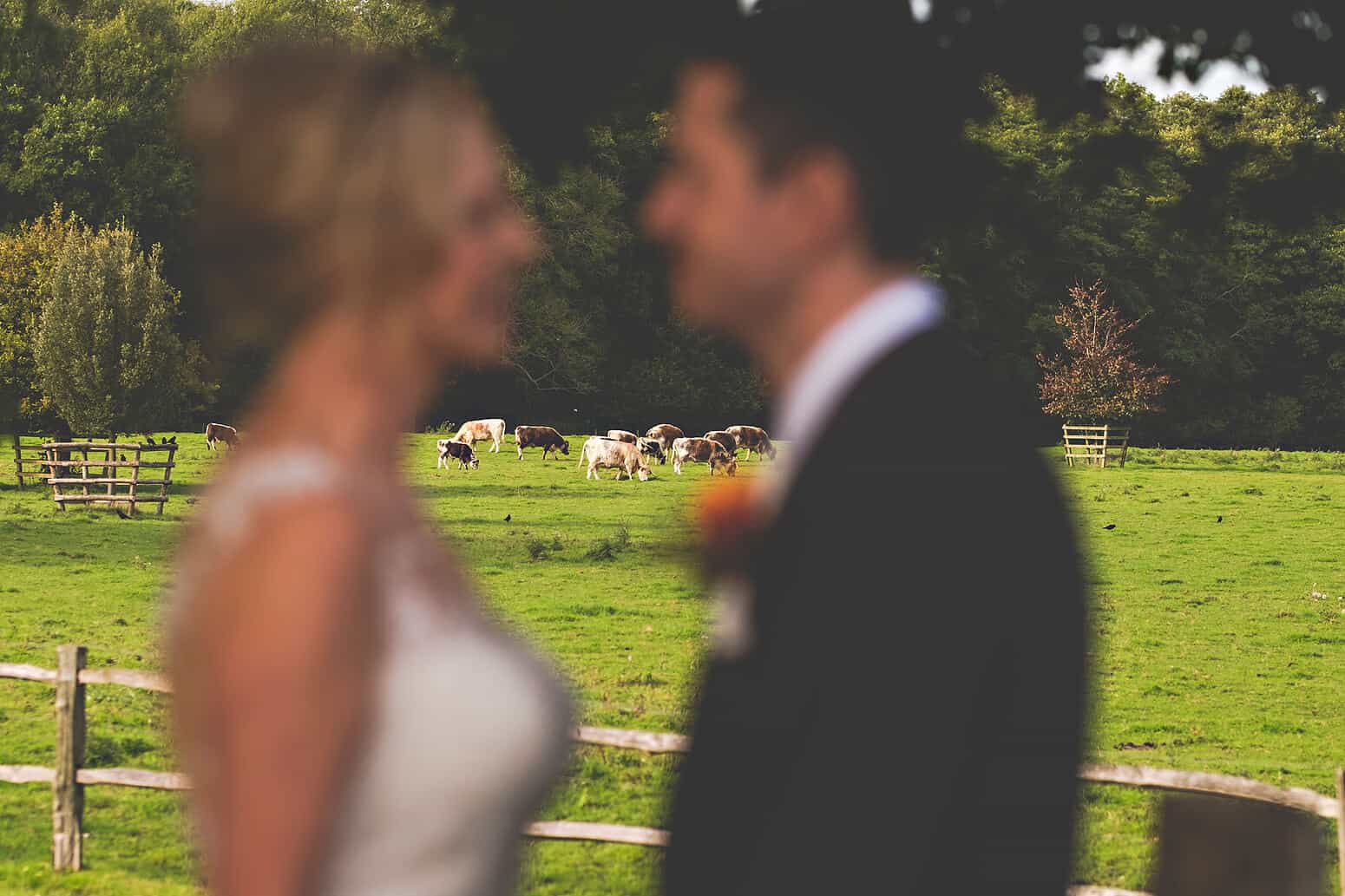 Wedding couple with cows at Gate Street Barn